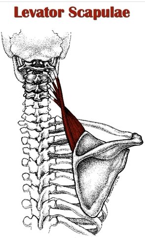 Spine Muscles in Pain? Myofascial Pain Syndrome May Be to Blame